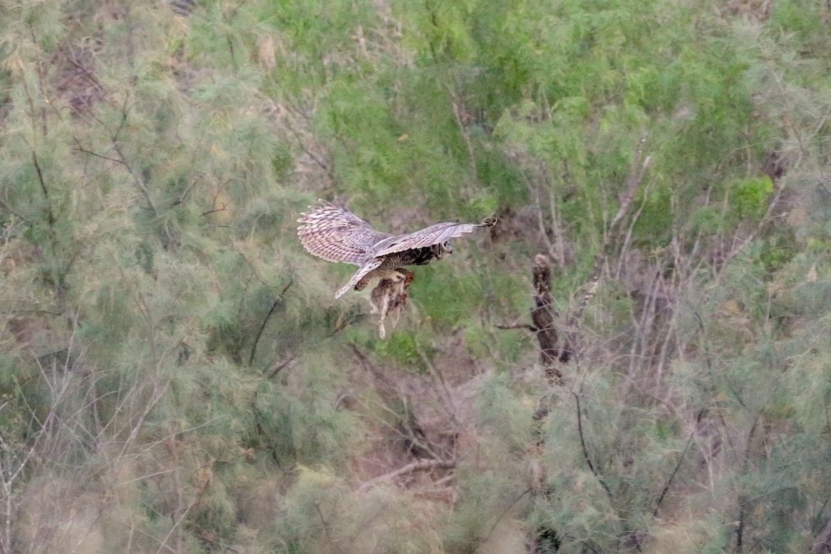 Great Horned Owl - ML155580271