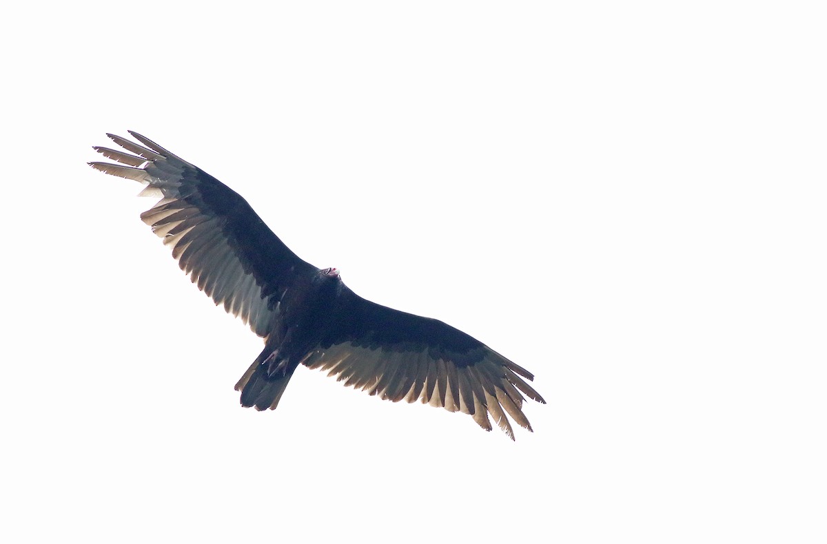 Turkey Vulture - ML155581271