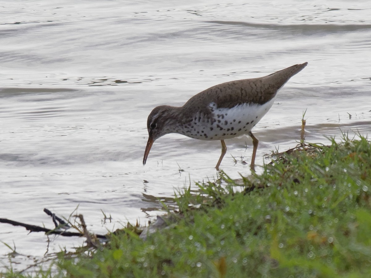 Spotted Sandpiper - Dina Perry