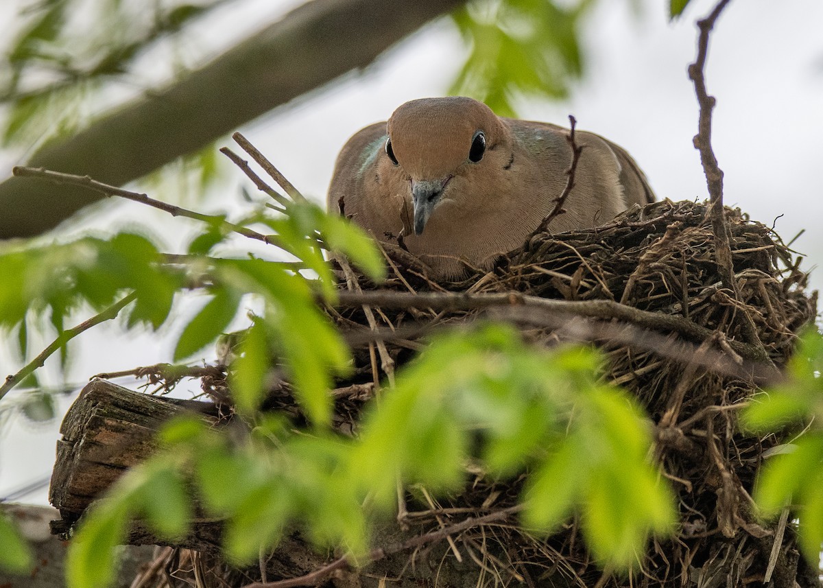 Mourning Dove - Sheila and Ed Bremer