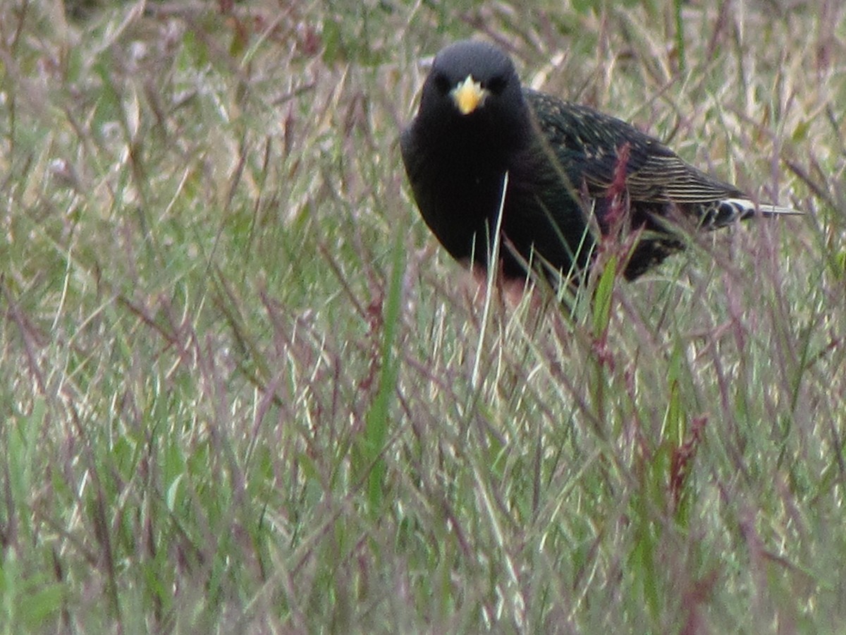 European Starling - ML155583781