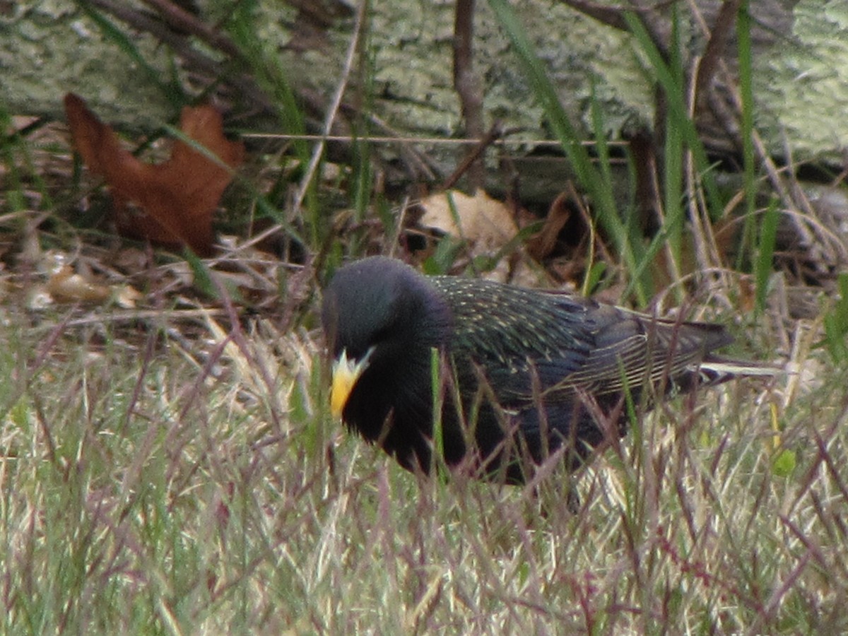 European Starling - ML155583841