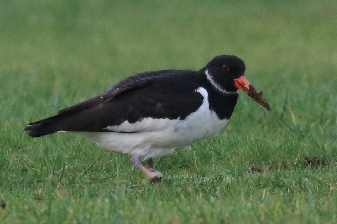 Eurasian Oystercatcher - Bruce Kerr