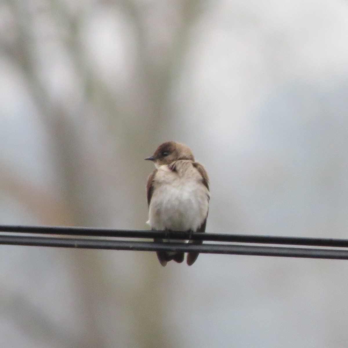 Northern Rough-winged Swallow - ML155588281