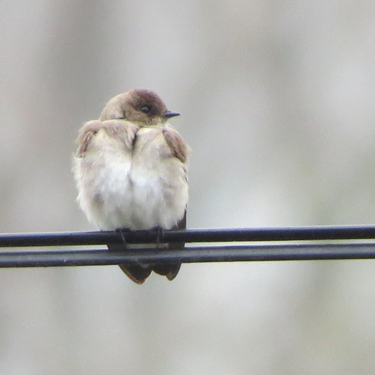 Northern Rough-winged Swallow - ML155588301