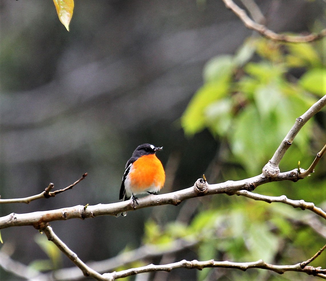 Flame Robin - Berend van Baak