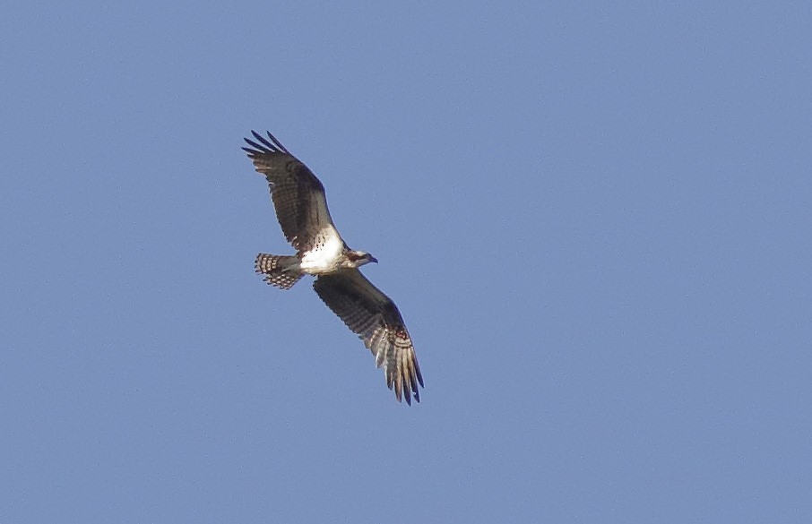 Águila Pescadora - ML155589071