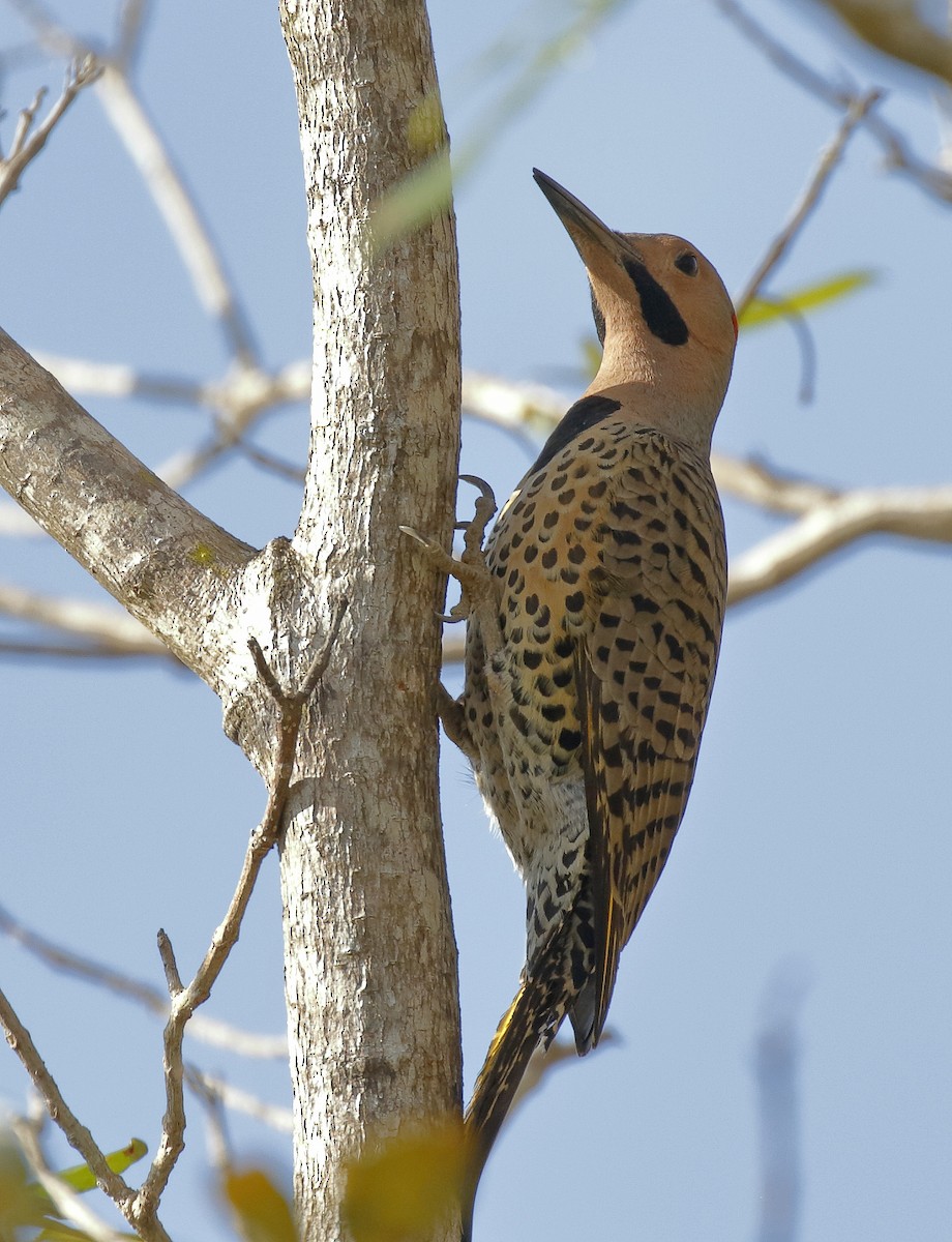 Northern Flicker (Cuban) - ML155589221