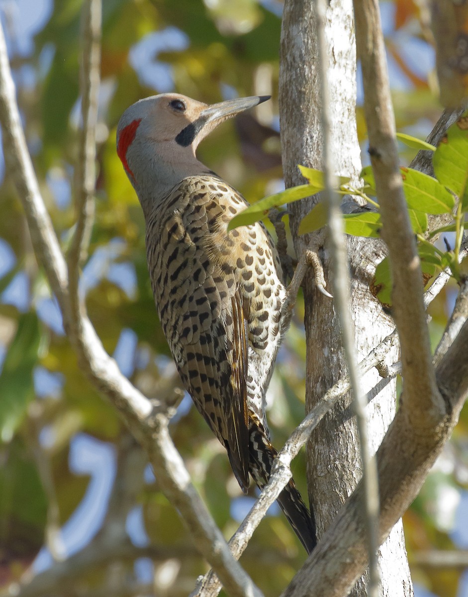 Northern Flicker (Cuban) - ML155589231