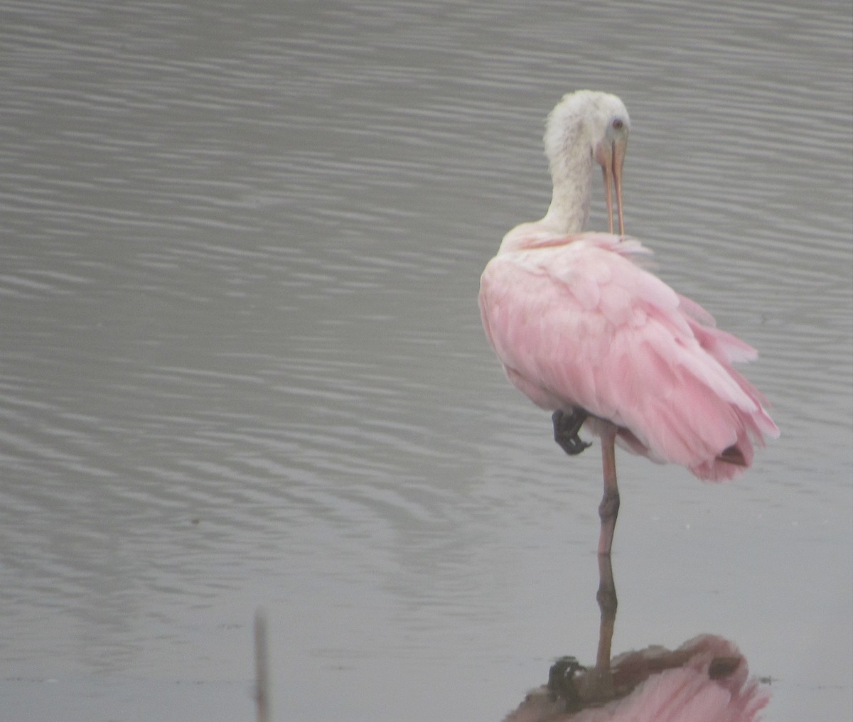 Roseate Spoonbill - ML155590101