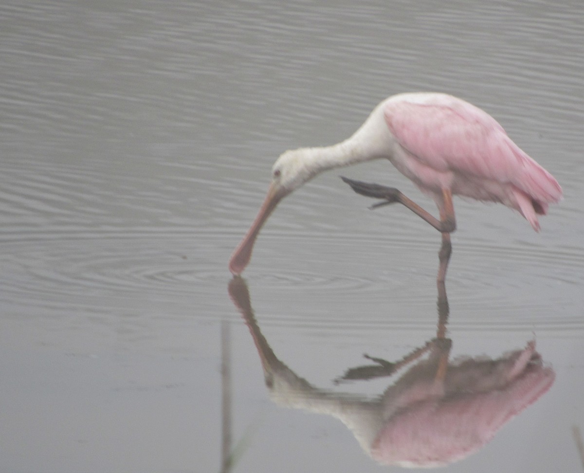 Roseate Spoonbill - Lawrence Gardella