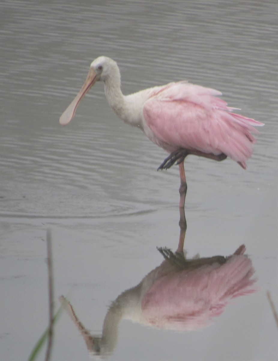 Roseate Spoonbill - ML155590121