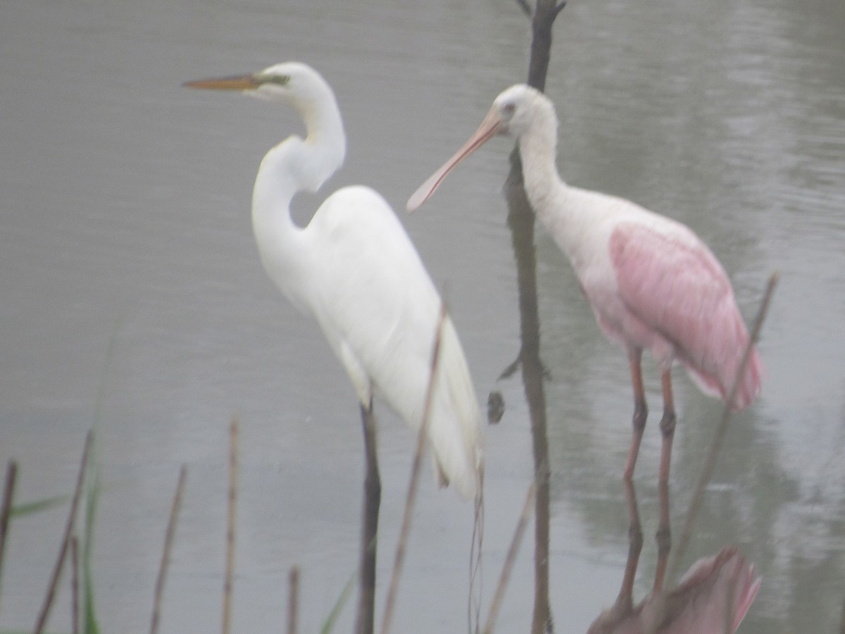 Roseate Spoonbill - ML155590131