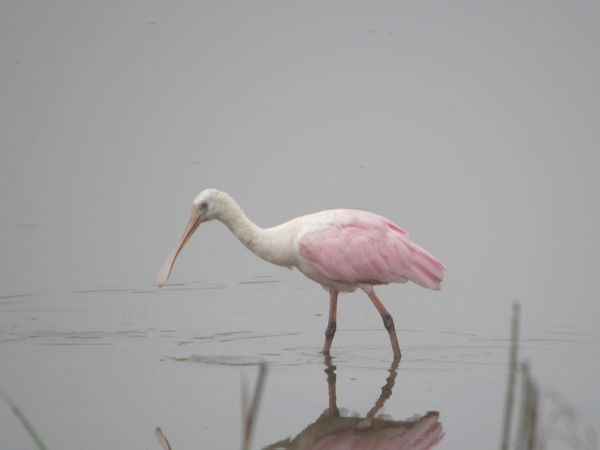 Roseate Spoonbill - ML155590141