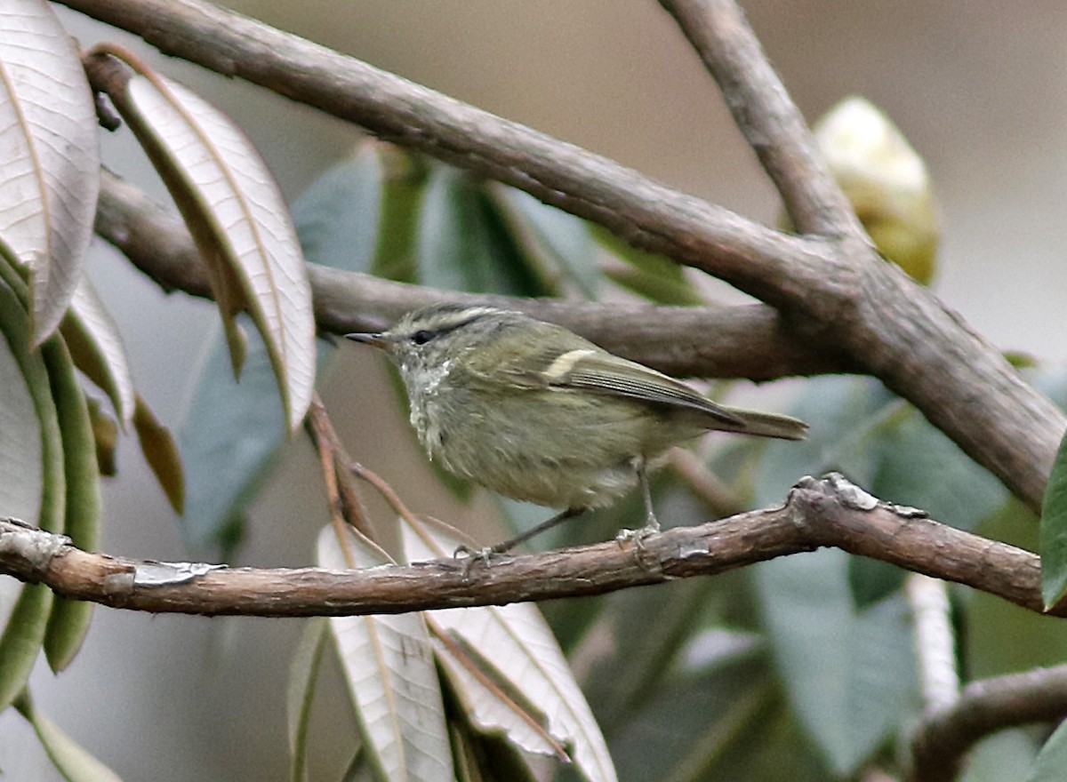 Buff-barred Warbler - Andy Warr