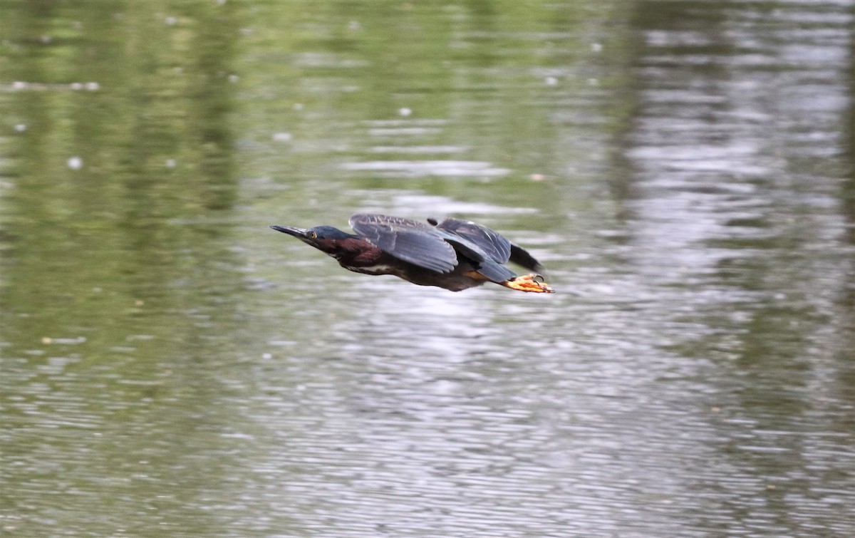 Green Heron - ML155591801