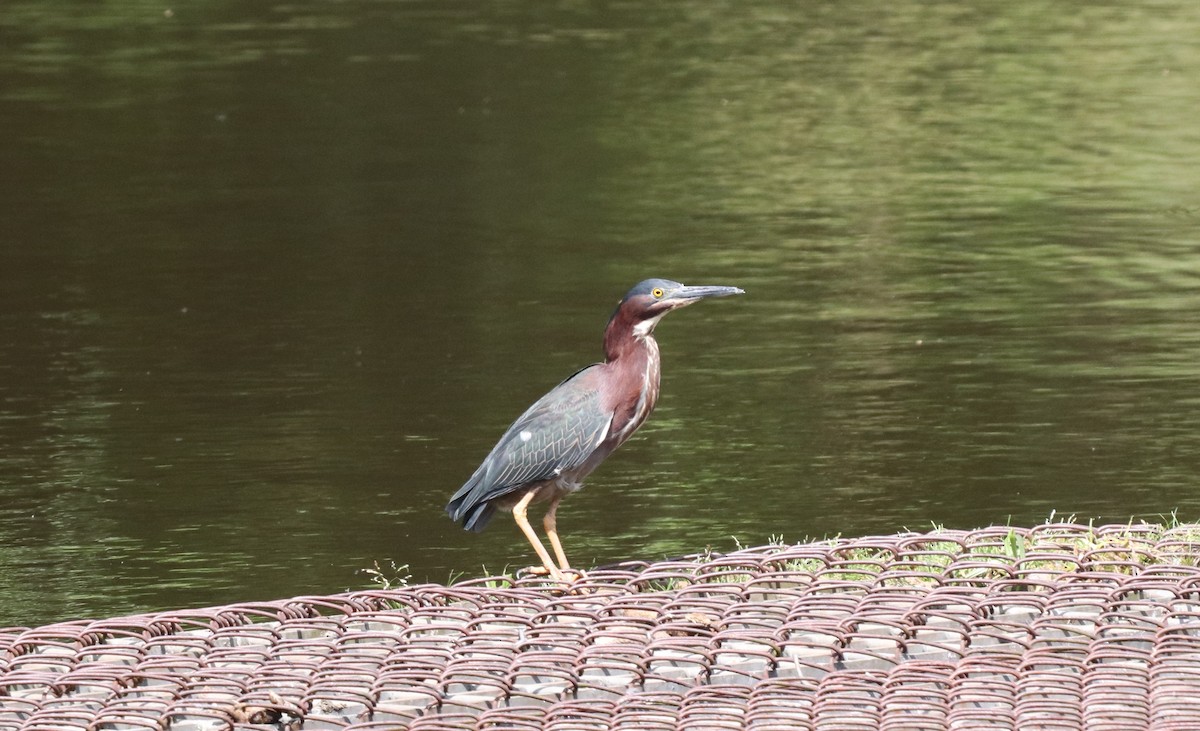 Green Heron - ML155591811