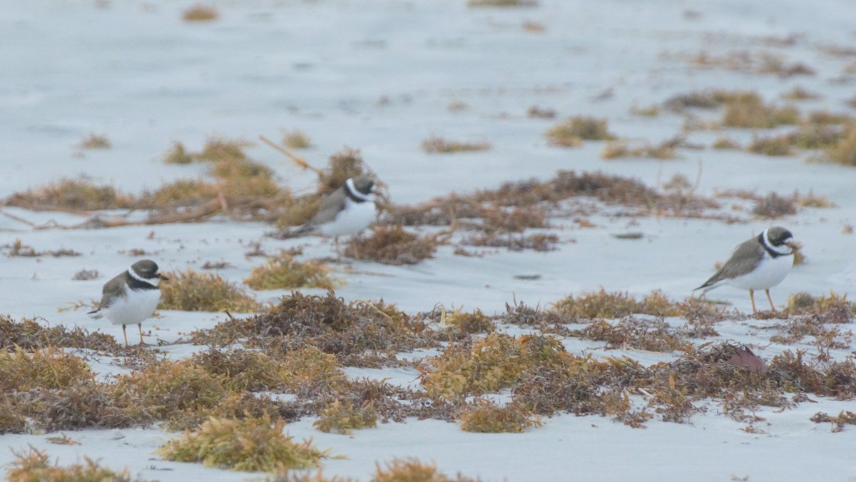 Semipalmated Plover - ML155592951