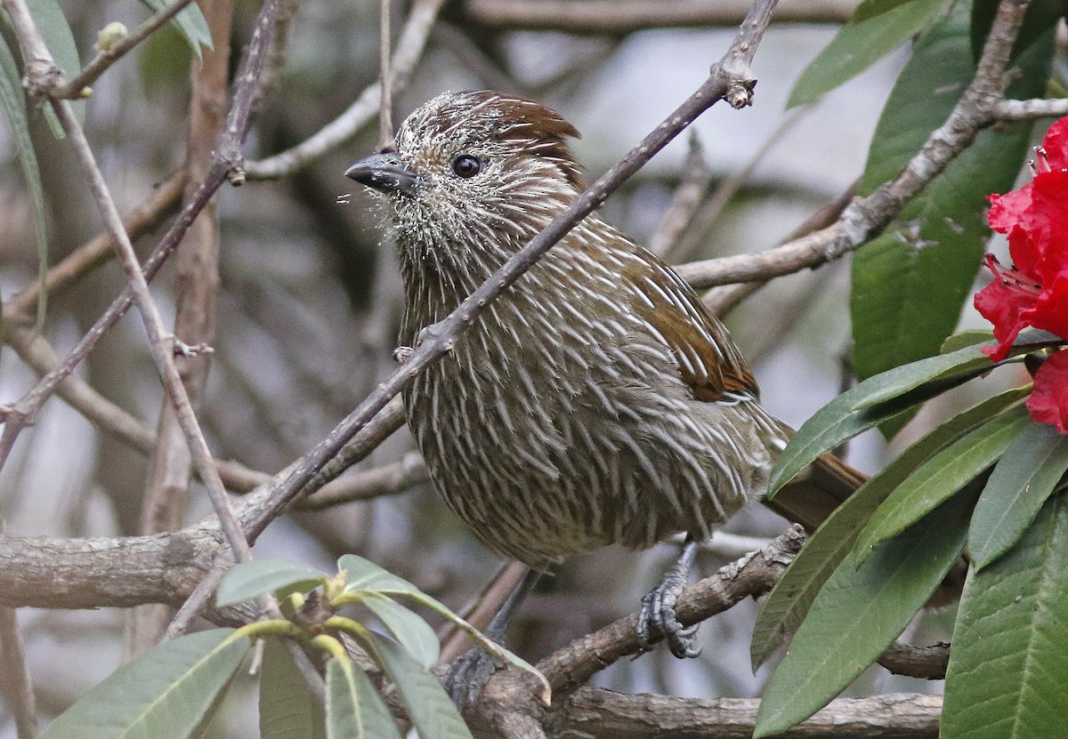 Striated Laughingthrush - ML155593671