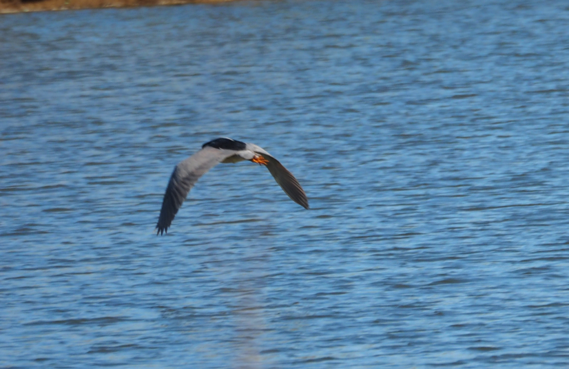 Black-crowned Night Heron - Leslie S
