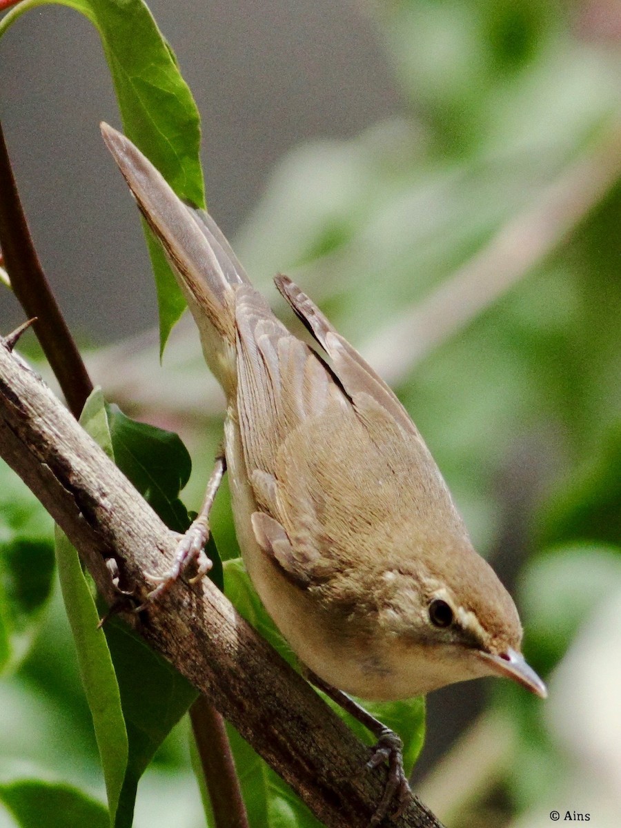 Blyth's Reed Warbler - Ains Priestman