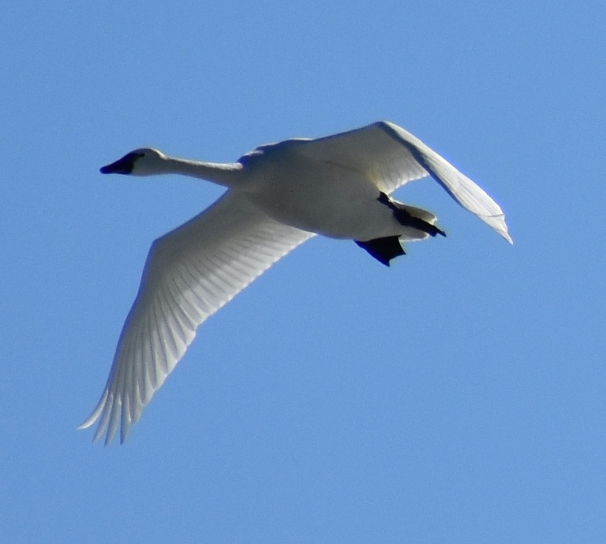 Tundra Swan - Katy Banning