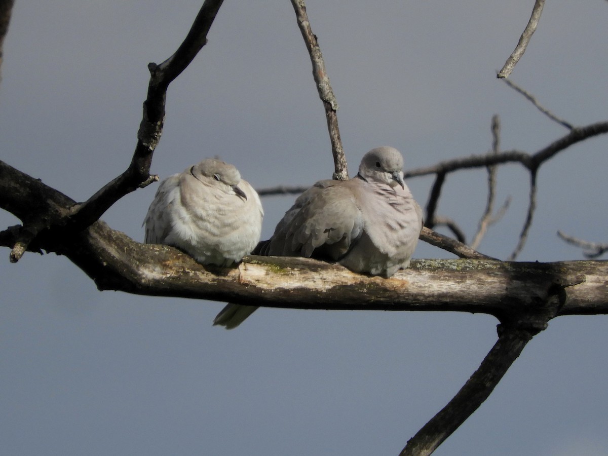 Eurasian Collared-Dove - Paul Suchanek