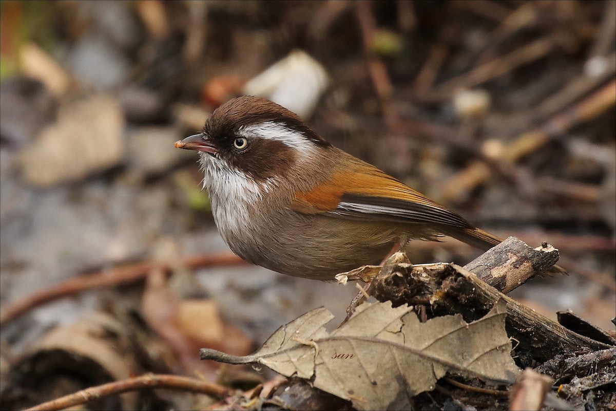 White-browed Fulvetta - ML155598541