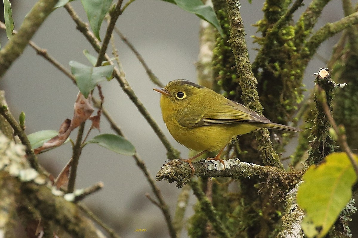 Mosquitero de Whistler - ML155598891