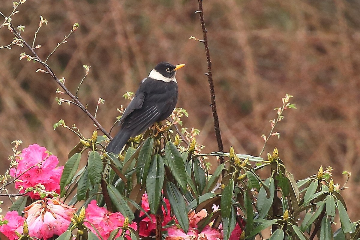 White-collared Blackbird - ML155599301