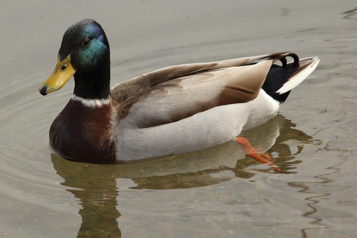 Mallard - ML155599351