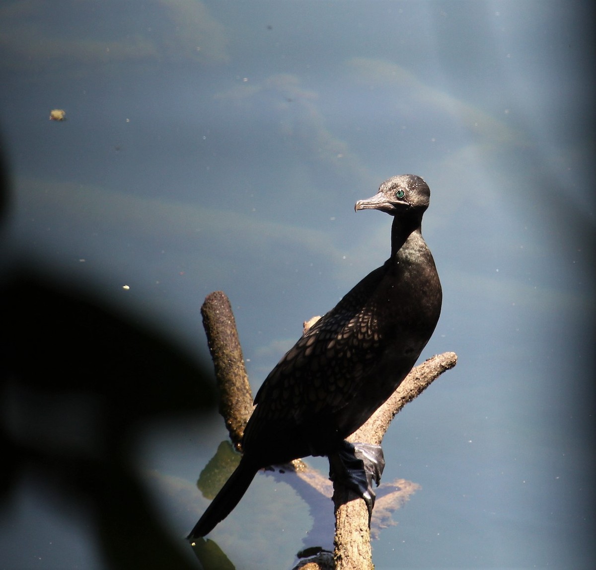 Little Black Cormorant - Berend van Baak