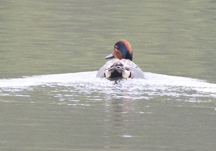 Green-winged Teal - ML155600141