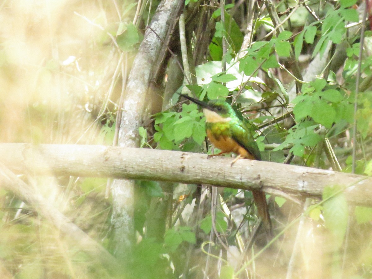 Rufous-tailed Jacamar - ML155600551