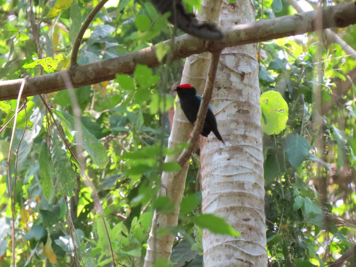 Lance-tailed Manakin - ML155601001