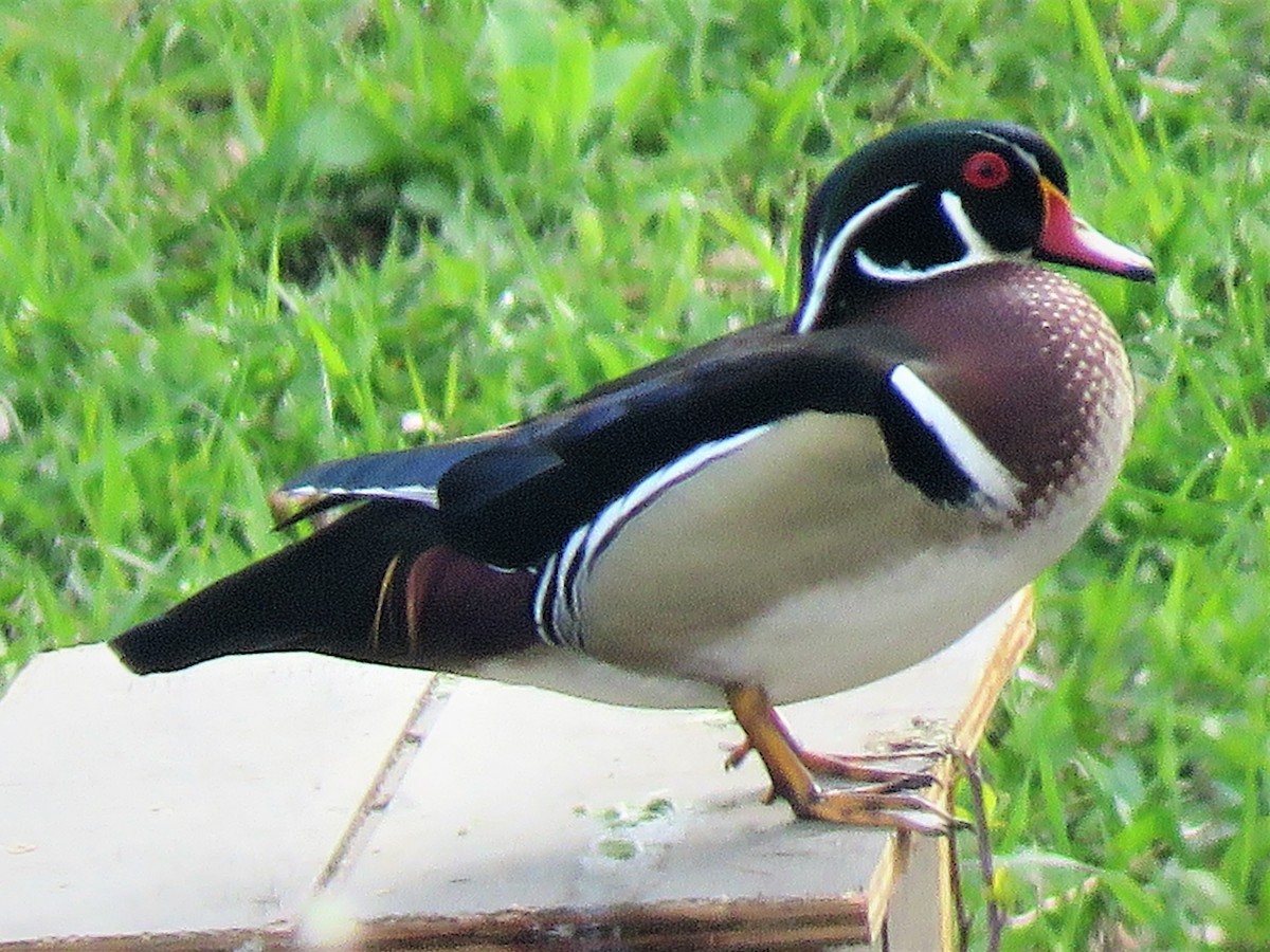 Wood Duck - ML155601691