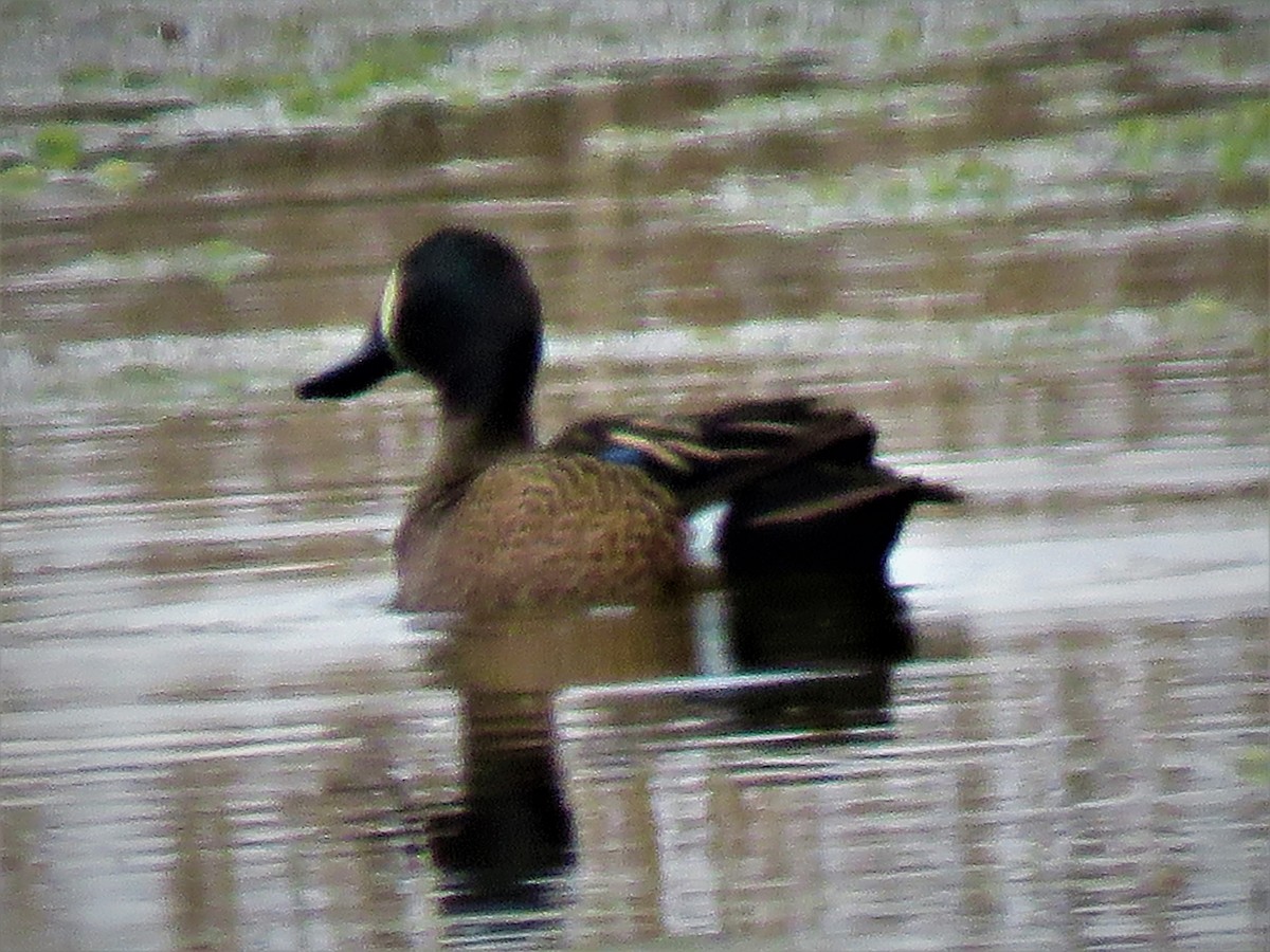 Blue-winged Teal - ML155601761