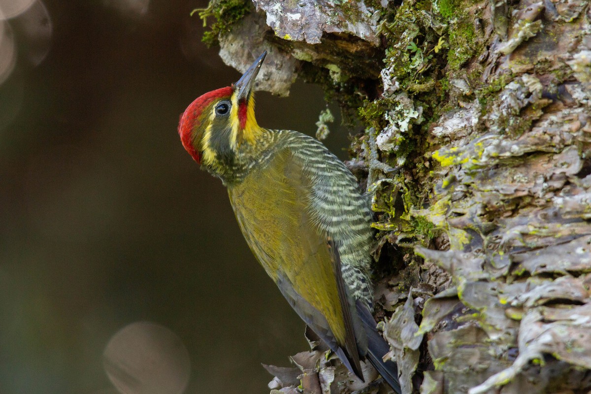White-browed Woodpecker - ML155601841