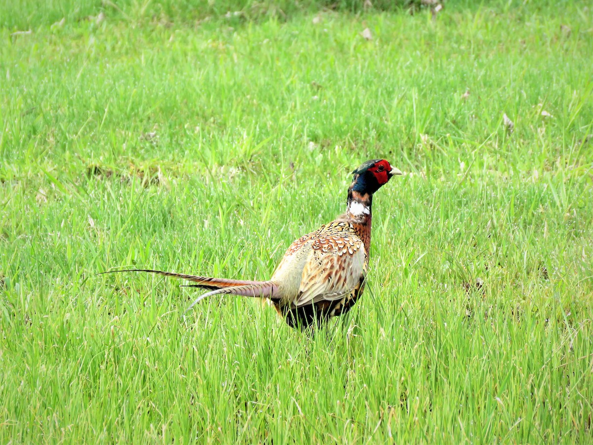 Ring-necked Pheasant - ML155602161