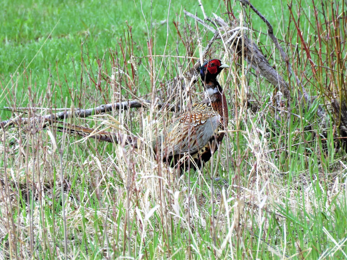 Ring-necked Pheasant - ML155602341