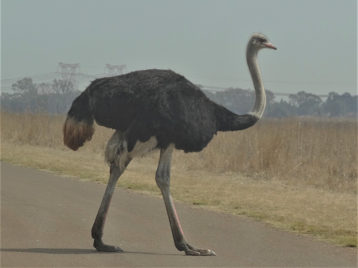 Strauß - ML155603771