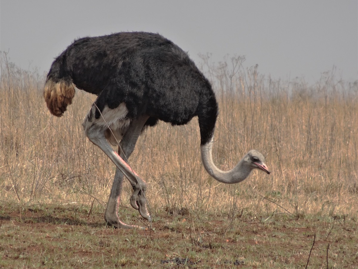 Strauß - ML155603801