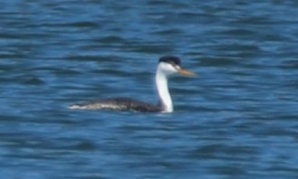 Clark's Grebe - ML155604061