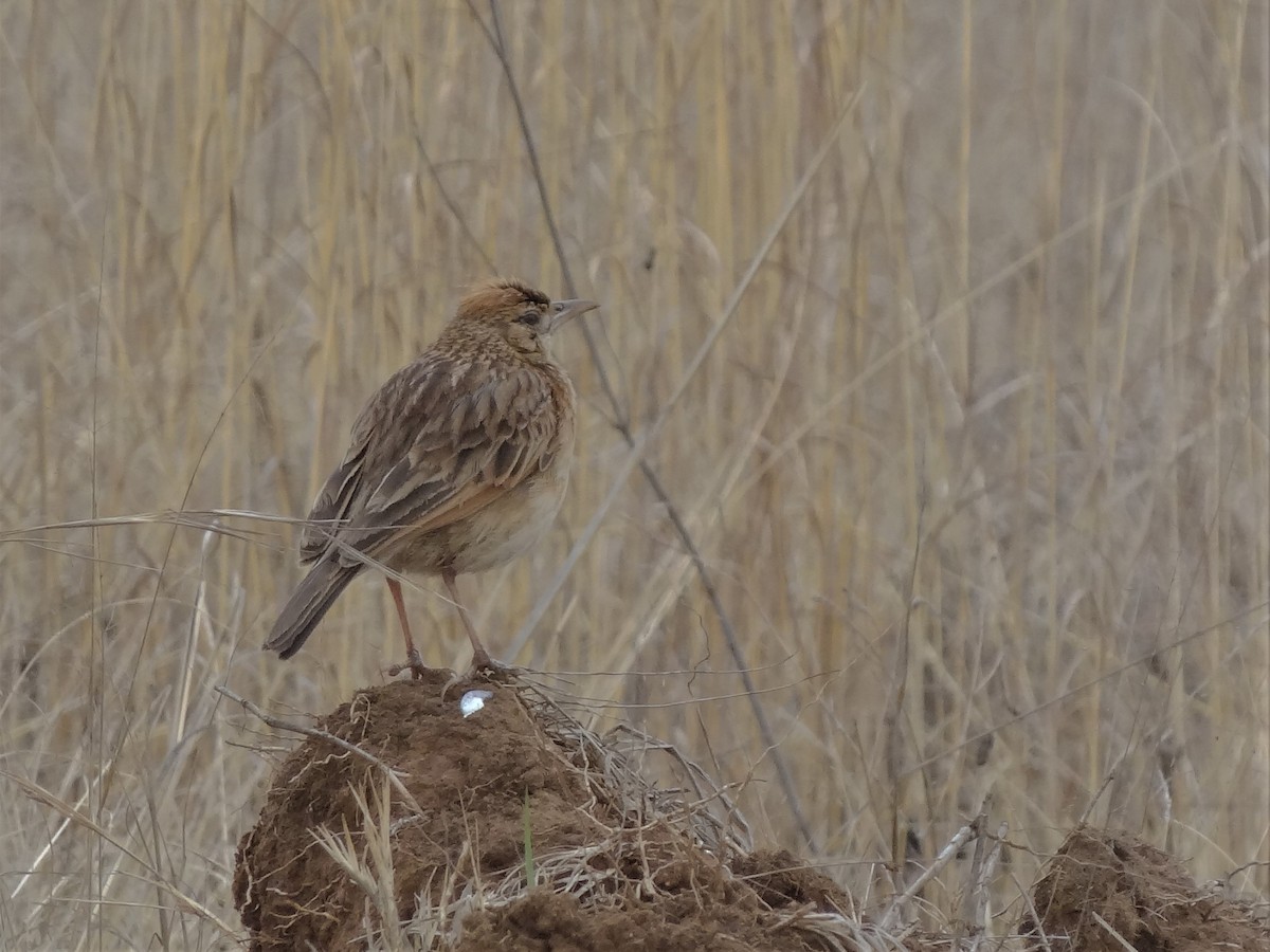 Zimtspornpieper - ML155605591