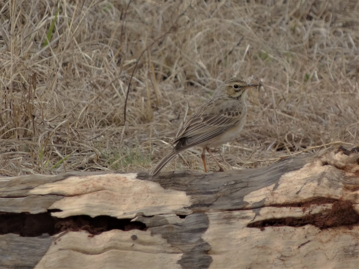 Zimtspornpieper - ML155605601