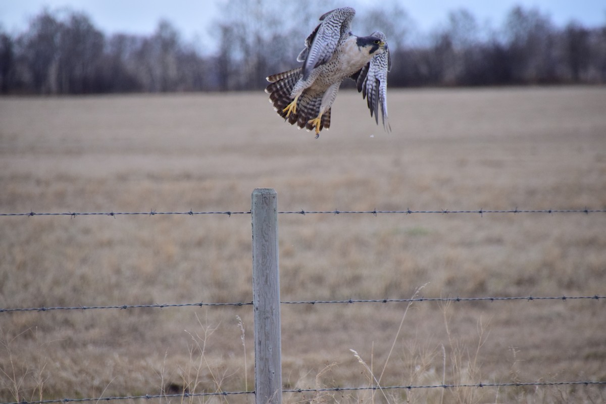 Peregrine Falcon