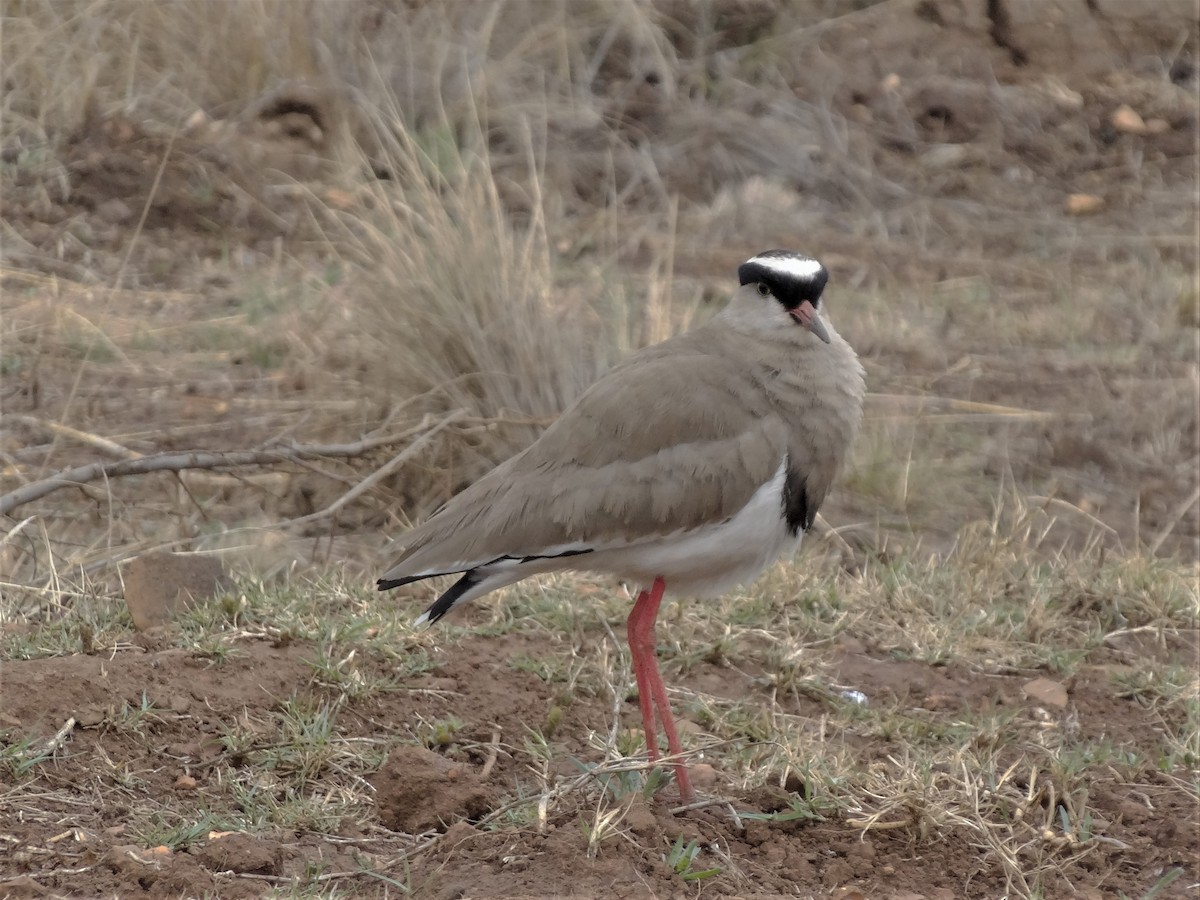 Kronenkiebitz - ML155607571