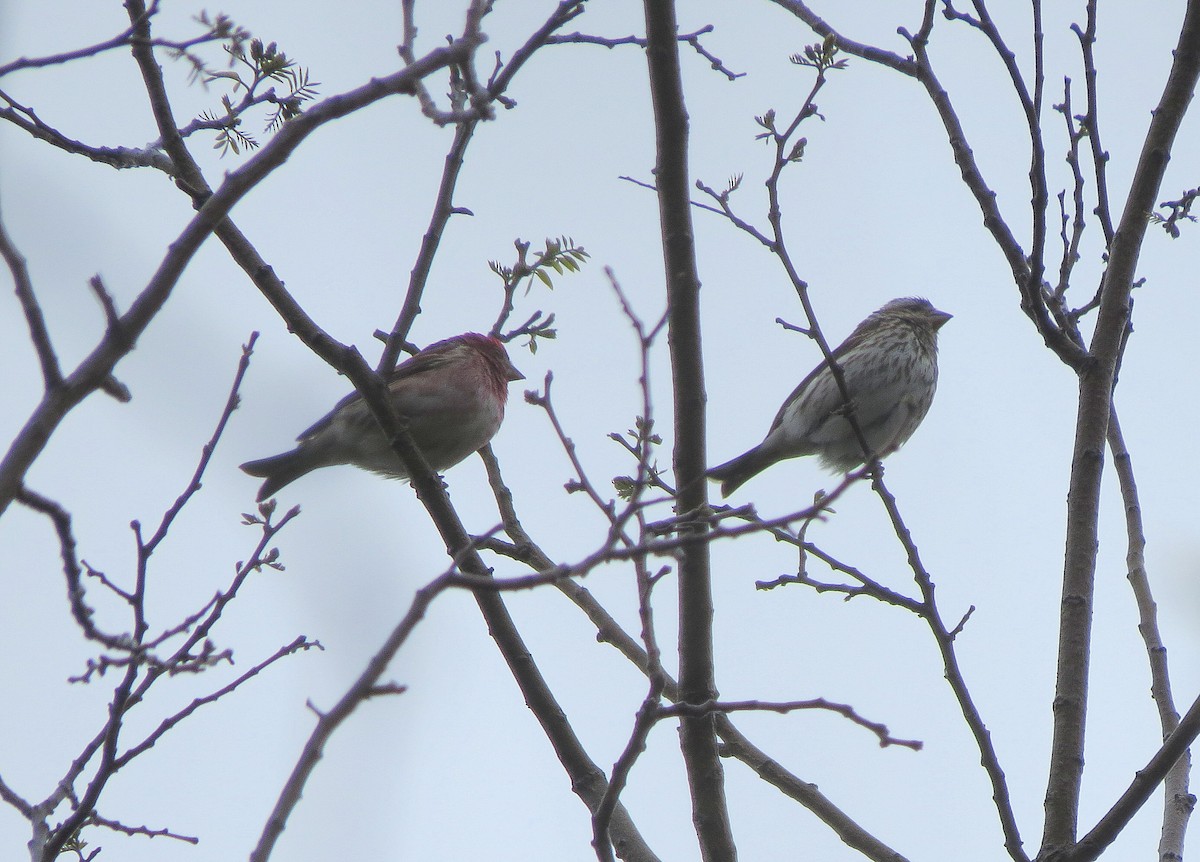 Purple Finch - ML155607881