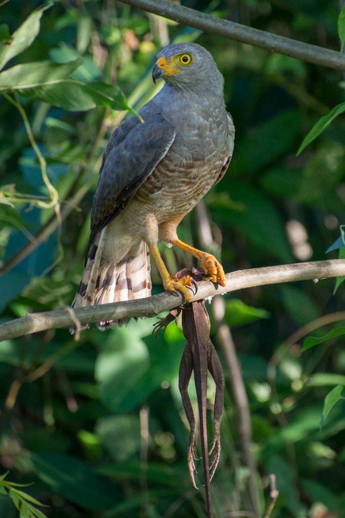 Roadside Hawk - ML155609451