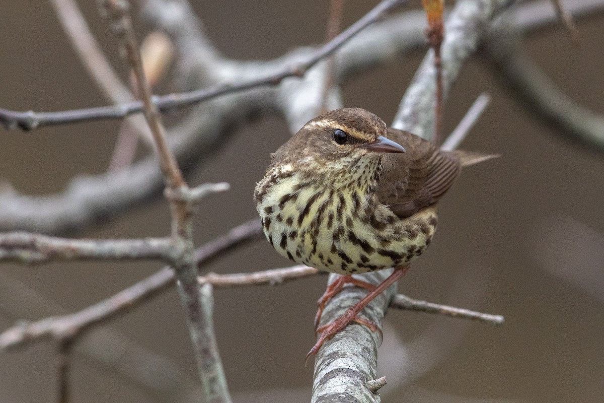 Northern Waterthrush - ML155611761